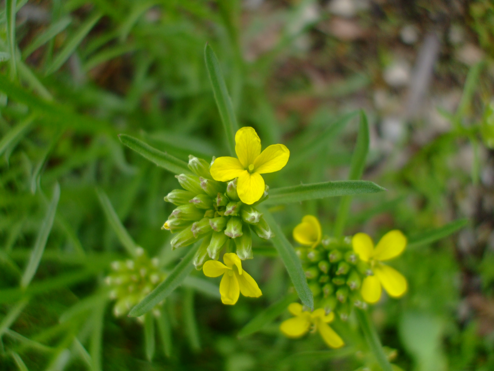 Erysimum capitatum